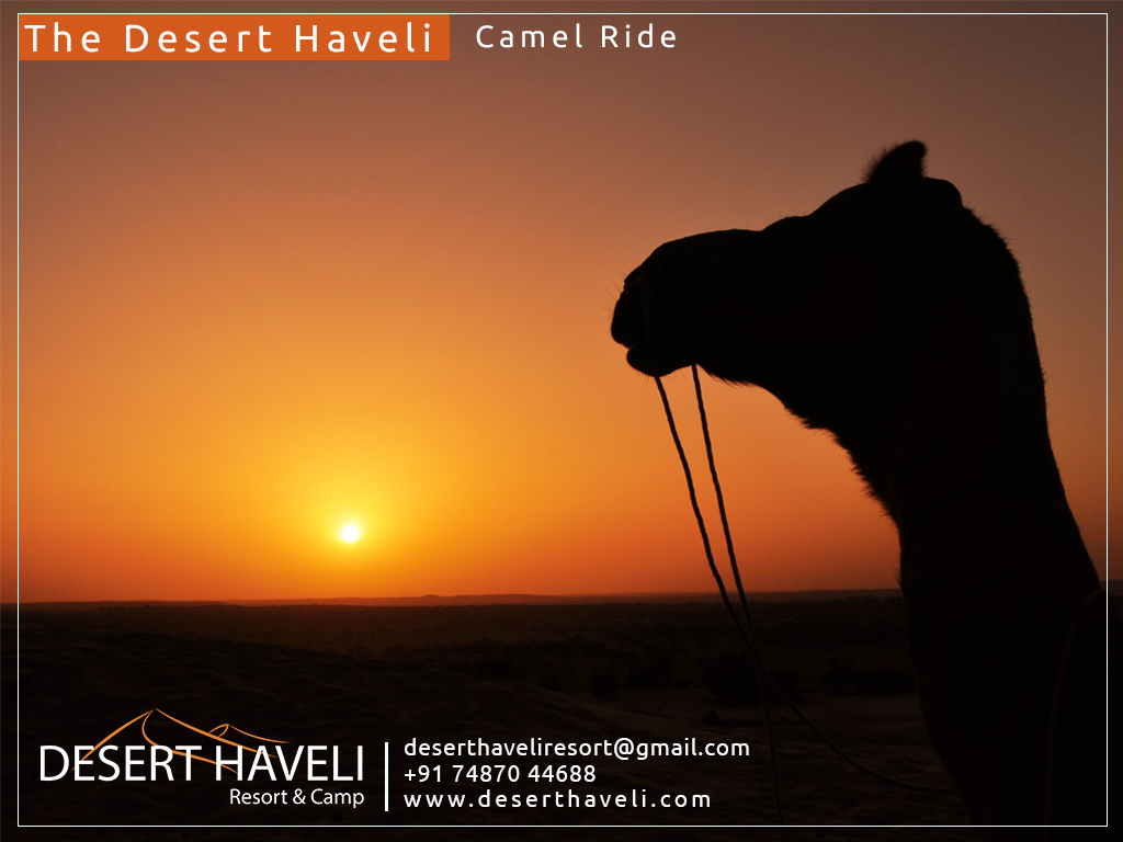 camel-safari-jodhpur